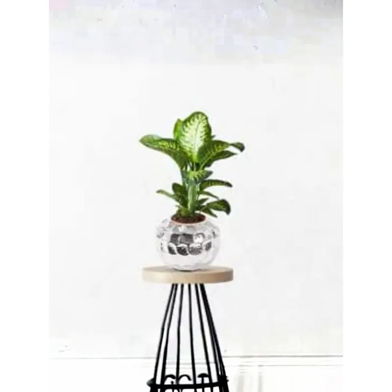 6L Round Shaped Stainless Steel Flower Pot | Rust Resistant | Indoor & Outdoor